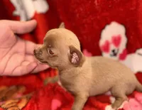 TIFFANY, a female Chihuahua for sale in Holden, MO – Photo 1 of 2