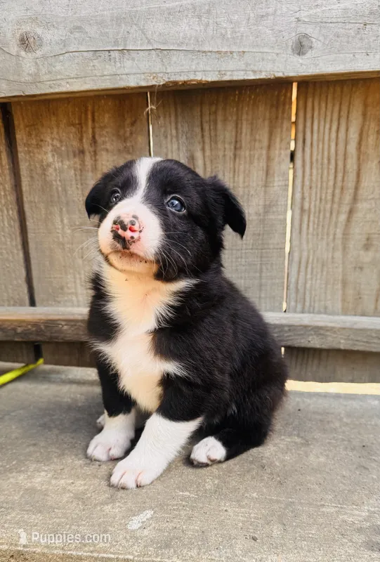 Lisa – Australian Shepherd puppy for sale in Holden, MO