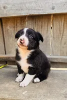 Lisa, a female Australian Shepherd for sale in Holden, MO – 1 of 6