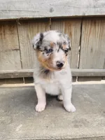 Lilly, a female Australian Shepherd for sale in Holden, MO – 3 of 8