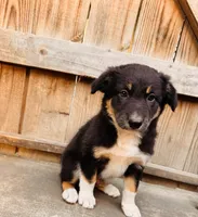 Fabian, a male Australian Shepherd for sale in Holden, MO – 2 of 4