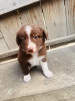 Kinzor, a male Australian Shepherd for sale in Holden, MO – 2 of 3