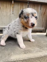Lilly, a female Australian Shepherd for sale in Holden, MO – 5 of 8