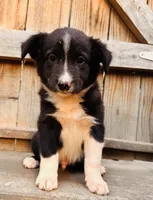 Jaime, a male Australian Shepherd for sale in Holden, MO – 2 of 6