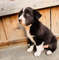LISA, a female Australian Shepherd for sale in Holden, MO – 2 of 3