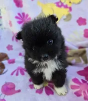 WYOMING , a male Pomeranian for sale in Holden, MO – Photo 5 of 5