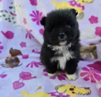 WYOMING , a male Pomeranian for sale in Holden, MO – Photo 1 of 5