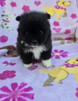 WYOMING , a male Pomeranian for sale in Holden, MO – Photo 2 of 5