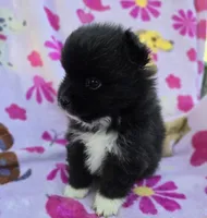 WYOMING , a male Pomeranian for sale in Holden, MO – Photo 3 of 5