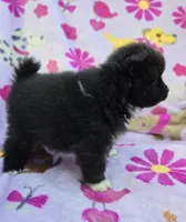 WYOMING , a male Pomeranian for sale in Holden, MO – Photo 4 of 5