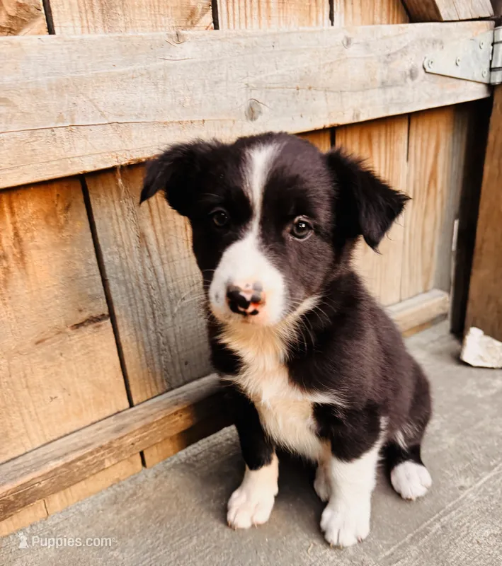 Lisa – Australian Shepherd puppy for sale in Holden, MO