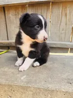 Lisa, a female Australian Shepherd for sale in Holden, MO – 4 of 6