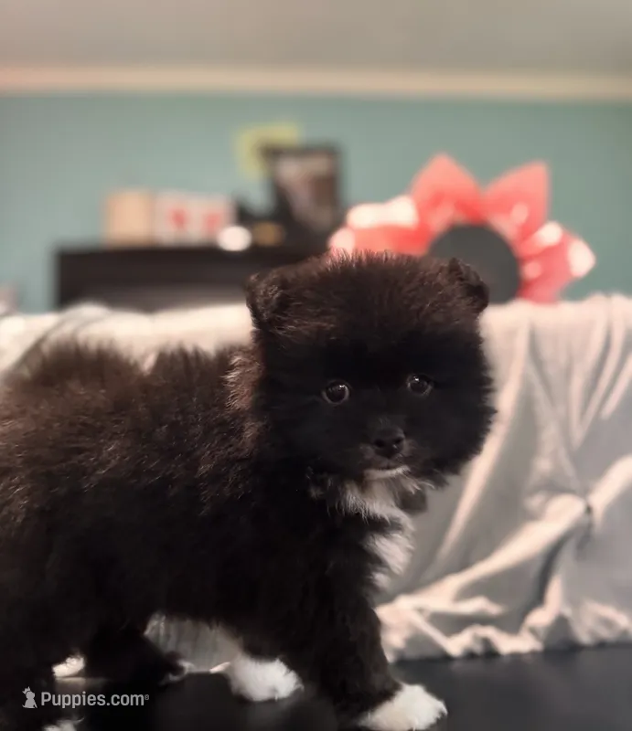WYOMING  – Pomeranian puppy for sale in Holden, MO