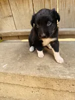 Sara, a female Australian Shepherd for sale in Holden, MO – 3 of 3
