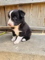 Lisa, a female Australian Shepherd for sale in Holden, MO – 5 of 6