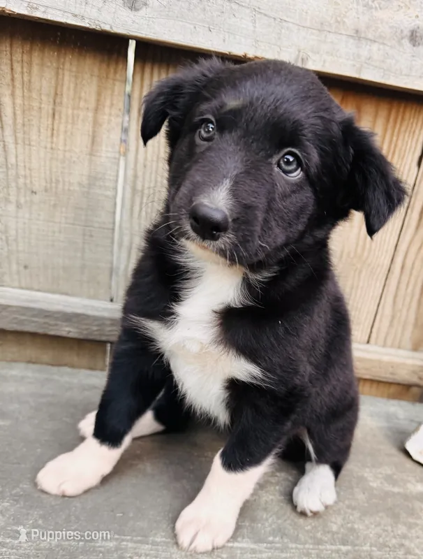 SARA – Australian Shepherd puppy for sale in Holden, MO
