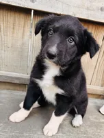 SARA, a female Australian Shepherd for sale in Holden, MO – 1 of 5