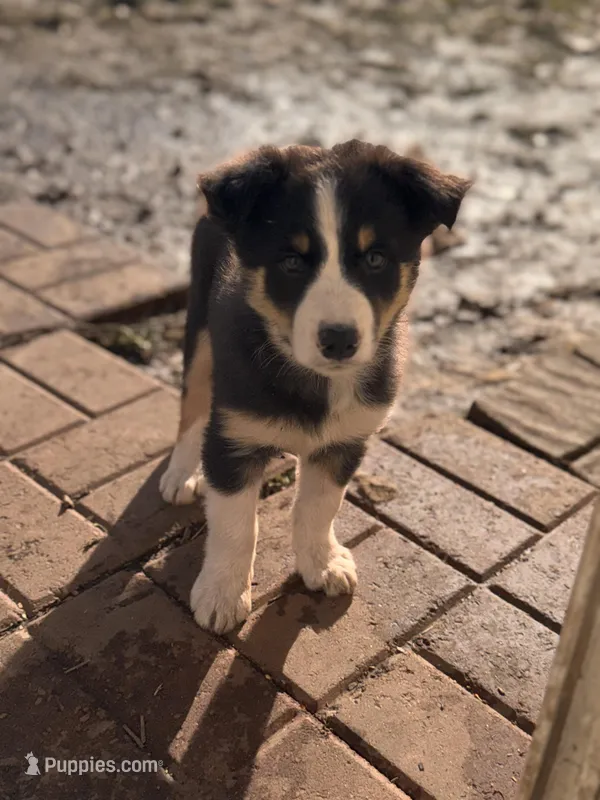 ANDREA – Australian Shepherd puppy for sale in Holden, MO