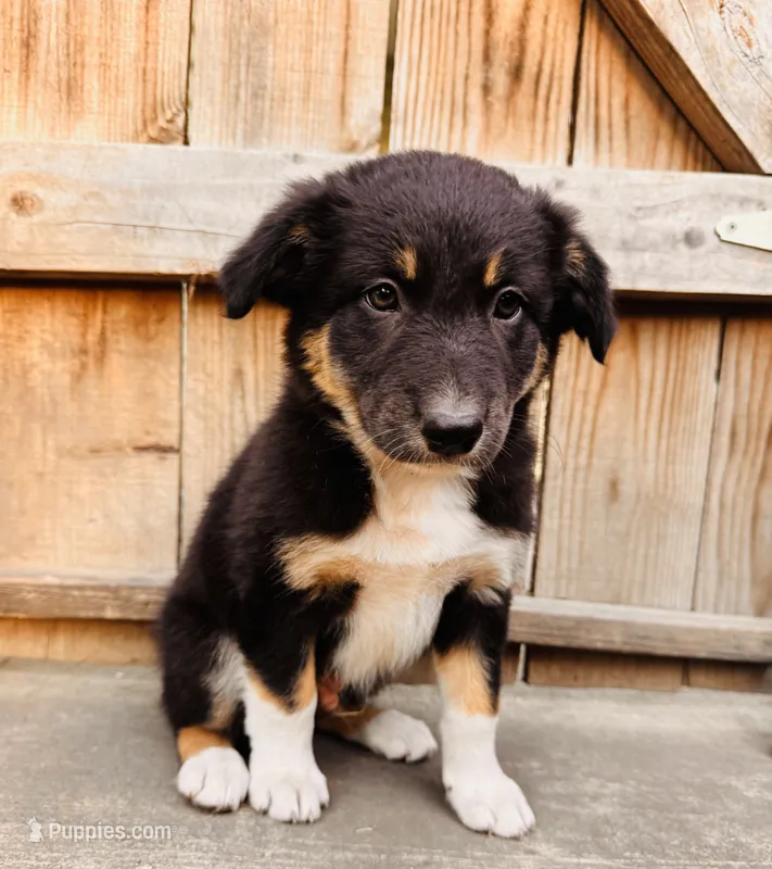 FABIAN – Australian Shepherd puppy for sale in Holden, MO