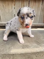 Lilly, a female Australian Shepherd for sale in Holden, MO – 6 of 8