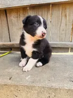 Lisa, a female Australian Shepherd for sale in Holden, MO – 3 of 6