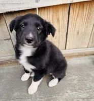 SARA, a female Australian Shepherd for sale in Holden, MO – 2 of 5