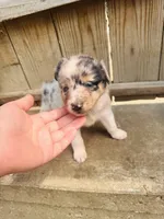 Lilly, a female Australian Shepherd for sale in Holden, MO – 2 of 8