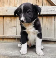 JAIME, a male Australian Shepherd for sale in Holden, MO – 3 of 3