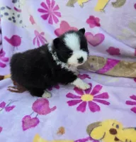 NEW YORK , a male Pomeranian for sale in Holden, MO – Photo 2 of 4