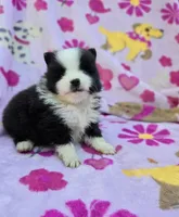 NEW YORK , a male Pomeranian for sale in Holden, MO – Photo 4 of 4