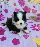 NEW YORK , a male Pomeranian for sale in Holden, MO – Photo 1 of 4