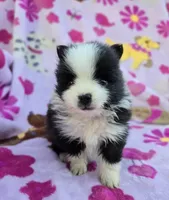 NEW YORK , a male Pomeranian for sale in Holden, MO – Photo 3 of 4