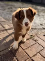 JUAN, a male Australian Shepherd for sale in Holden, MO – Photo 2 of 2