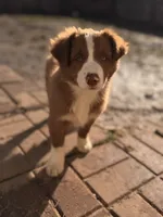 JUAN, a male Australian Shepherd for sale in Holden, MO – Photo 1 of 2