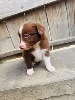 Kinzor, a male Australian Shepherd for sale in Holden, MO – 3 of 3
