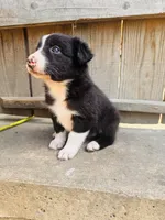 Lisa, a female Australian Shepherd for sale in Holden, MO – 6 of 6