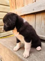 Jaime, a male Australian Shepherd for sale in Holden, MO – 4 of 6