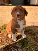 ANDREW, a male Australian Shepherd for sale in Holden, MO – Photo 1 of 2