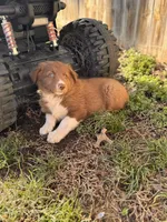 ANDREW, a male Australian Shepherd for sale in Holden, MO – Photo 2 of 2