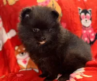 LINDA, a female Pomeranian for sale in Holden, MO – Photo 1 of 3