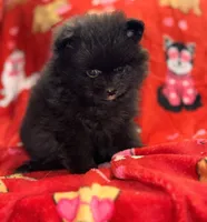 LINDA, a female Pomeranian for sale in Holden, MO – Photo 3 of 3