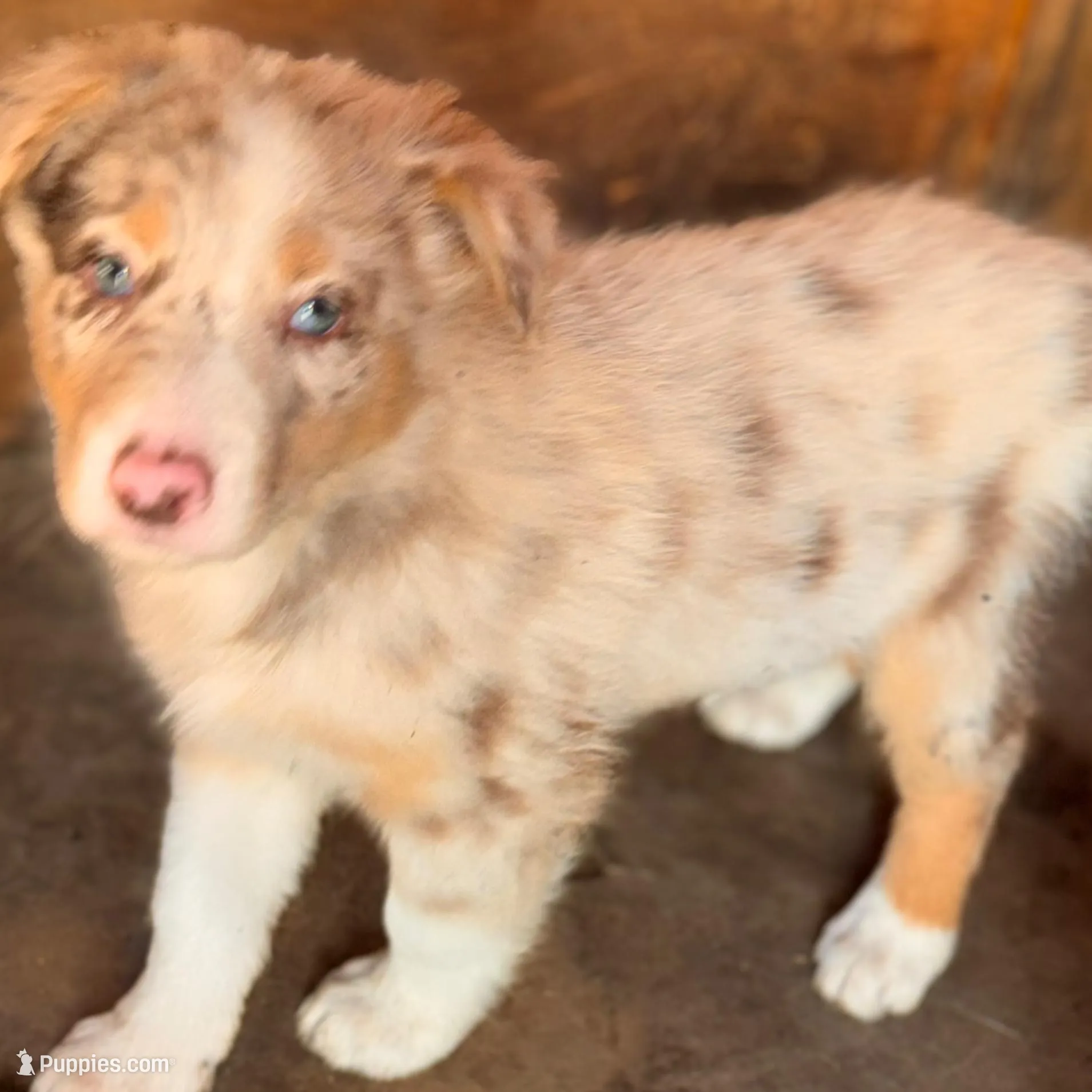 FABIAN – Australian Shepherd puppy for sale in Holden, MO