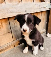 LISA, a female Australian Shepherd for sale in Holden, MO – 1 of 3