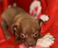 CASSIE, a female Chihuahua for sale in Holden, MO – Photo 2 of 2