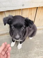 SARA, a female Australian Shepherd for sale in Holden, MO – 5 of 5