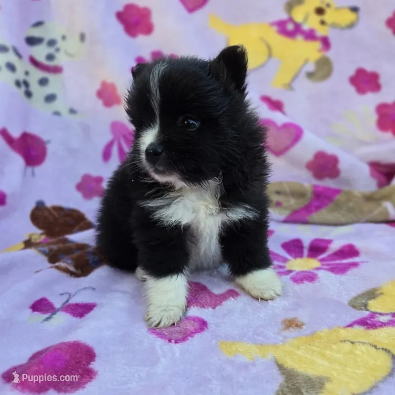 KANSAS – Pomeranian puppy for sale in Holden, MO