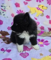 KANSAS, a female Pomeranian for sale in Holden, MO – Photo 2 of 3