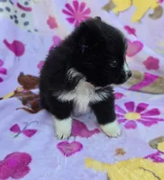 KANSAS, a female Pomeranian for sale in Holden, MO – Photo 3 of 3