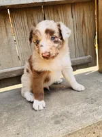 Travis, a male Australian Shepherd for sale in Holden, MO – 7 of 7