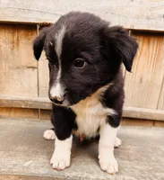 Jaime, a male Australian Shepherd for sale in Holden, MO – 5 of 6